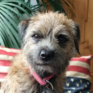 Cassie_BoderTerrier-Erwachsen
