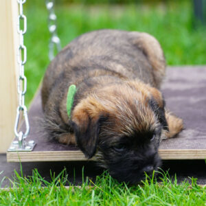 Cassie-BorderTerrier-Welpe