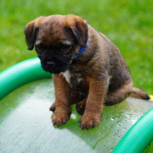 Chase-BorderTerrier-Welpe