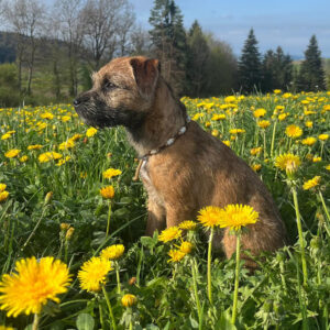 Chase_BorderTerrier_Erwachsen