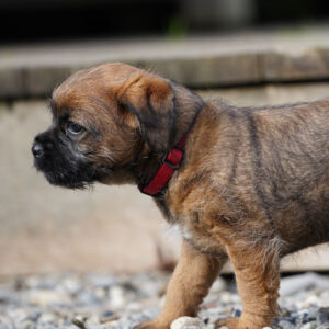 Chili_BorderTerrier-Welpe