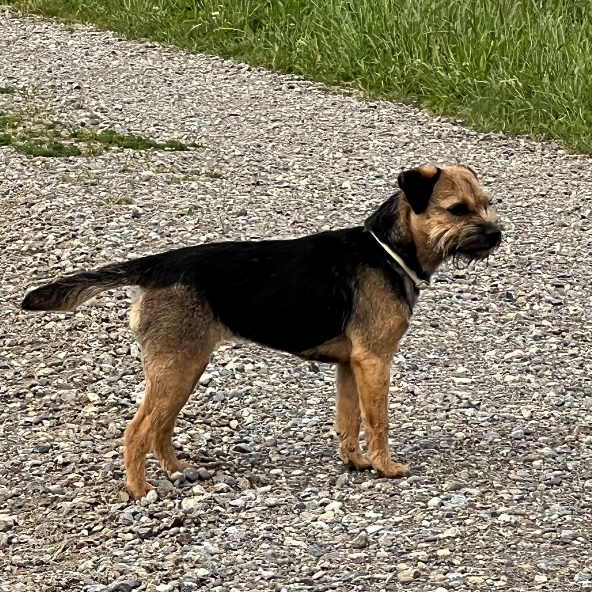 Chili_BorderTerrier